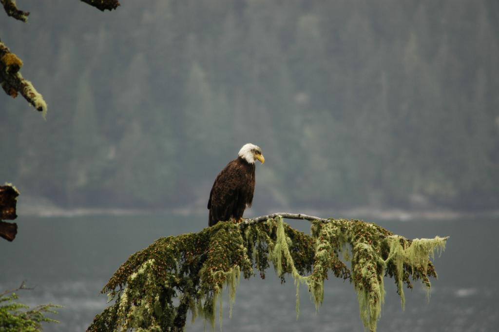 Bjorn Holm Villa Port Renfrew Exterior foto